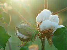 Cotton Plant Phloem