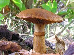 Mushroom Stipe