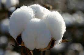 Cotton Plant Fibers