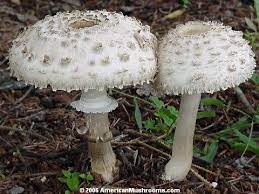 Mushroom Scales or warts