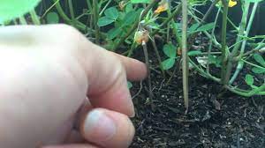 Economic Importance, Uses, and By-Products of Groundnuts/Peanuts Pegs Groundnuts/Peanuts Pegs