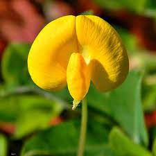 Economic Importance, Uses, and By-Products of Groundnuts/Peanuts Flowers Groundnuts/Peanuts Flowers