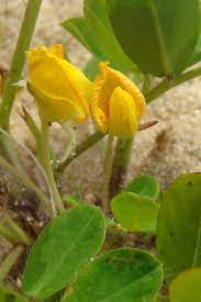 Economic Importance, Uses, and By-Products of Groundnuts/Peanuts Flowers Groundnuts/Peanuts Flowers