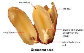 Groundnuts/Peanuts Cotyledons