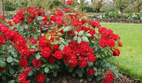 Floribunda Rose Flowers: All You Need To Know About 