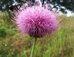 Thistle Flowers: Complete Growing and Care Guide 