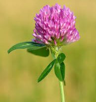 Clover Flowers (Trifolium): Complete Growing and Care Guide