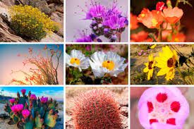 Significance and Uses of Desert Flowers