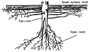  Cocoa/Cacao Roots