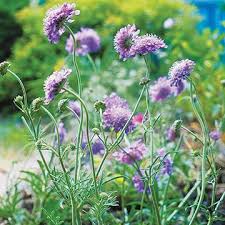 Pincushion Flowers (Scabiosa Spp): Complete Growing and Care Guide