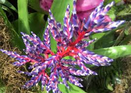 Bromeliad Flowers: Complete Growing and Care Guide 