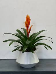 Bromeliad Flowers: Complete Growing and Care Guide 