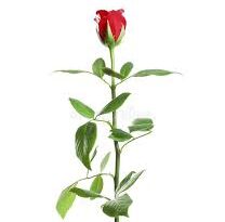 Significance and Uses of Long Stem Rose Flowers