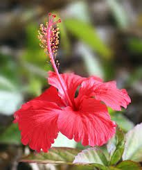 Jamaica Flowers (Hibiscus Sabdariffa): Complete Growing and Care Guide