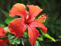 Jamaica Flowers (Hibiscus Sabdariffa): Complete Growing and Care Guide 