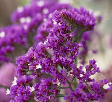 Statice Flowers (Limonium Spp): Complete Growing and Care Guide