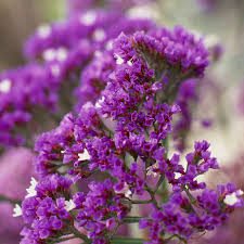 Statice Flowers (Limonium Spp): Complete Growing and Care Guide