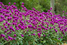 Gomphrena Flowers (Globe Amaranth): Complete Growing and Care Guide