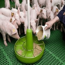 Recommended Feed Formula for Piglets (Baby Pigs)