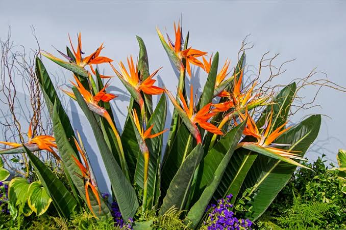 Bird of Paradise Flower (Strelitzia reginae): All You Need To Know About