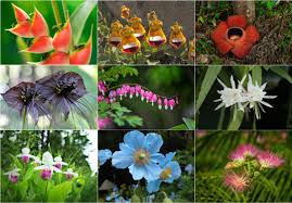 Unique Flowers: All You Need To Know About