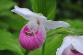 Lady Slipper: All You Need To Know About
