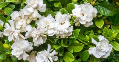 Gardenia Flower: All You Need To Know About