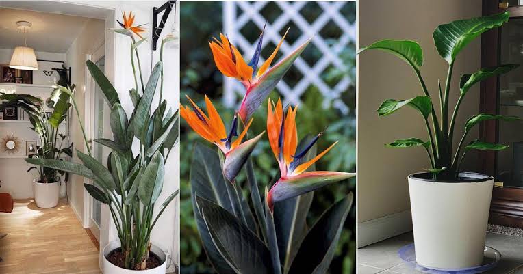 Bird of Paradise Flower (Strelitzia reginae): All You Need To Know About