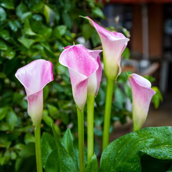 Calla Flower (Zantedeschia): All You Need To Know About