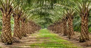 Economic Importance, Uses, and By-Products of Oil Palm Trunk