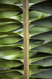 Oil Palm Fronds