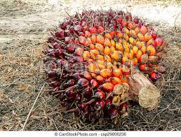 Oil Palm Bunches