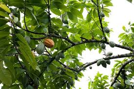 Cocoa/Cacao Branches