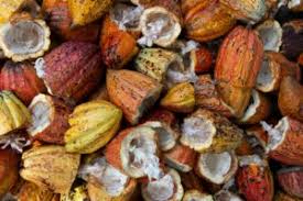 Economic Importance, Uses, and By-Products of Cocoa/Cacao Shell