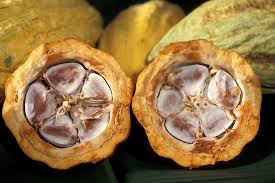 Economic Importance, Uses, and By-Products of Cocoa/Cacao Cotyledons