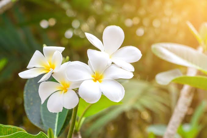 Significance And Uses of Plumeria Flower Significance And Uses of Plumeria Flower