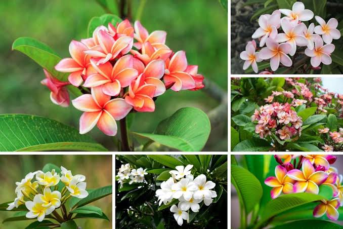 Significance And Uses of Plumeria Flower Significance And Uses of Plumeria Flower