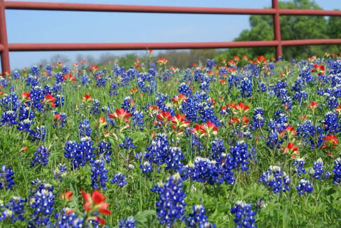 Significance And Uses of Blue Bonnet Flowers