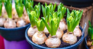 Bulbs Plants: All You Need To Know About