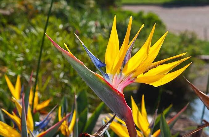 Significance And Uses of Strelitzia Flower