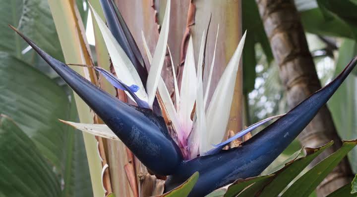 Significance And Uses of Strelitzia Flower