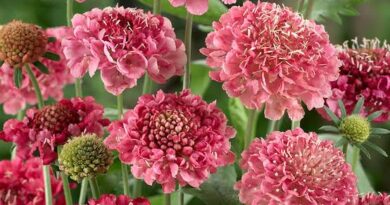 Significance And Uses of Scabiosa Flower