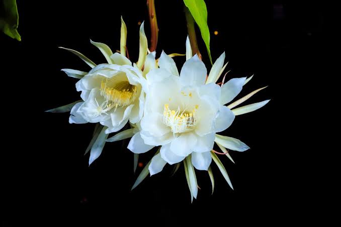 Queen of The Night Flower: All You Need To Know About