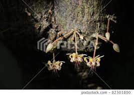 Cocoa/Cacao Stamens