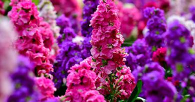 Stock Flower (Matthiola incana): All You Need To Know About