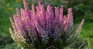 Significance And Uses of Heather Flower