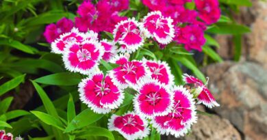 Significance And Uses of Dianthus Flower