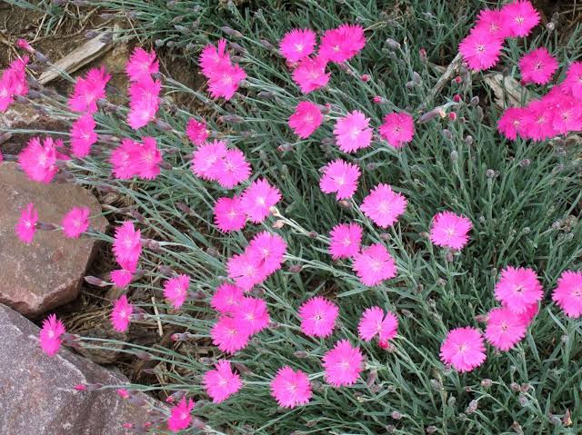 Significance And Uses of Dianthus Flower