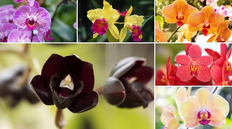 Types of Orchids: All You Need To Know About