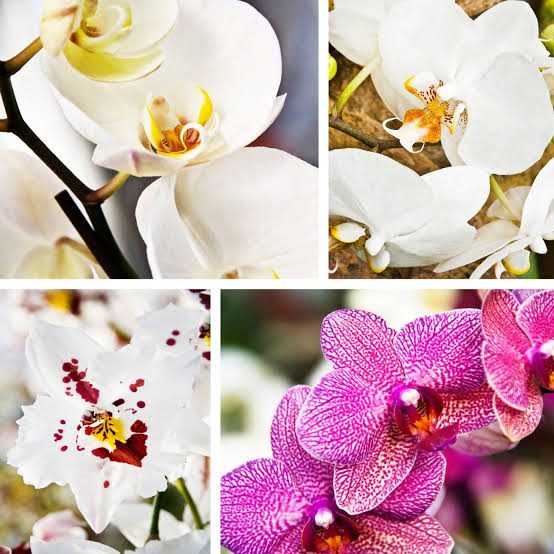 Types of Orchids: All You Need To Know About